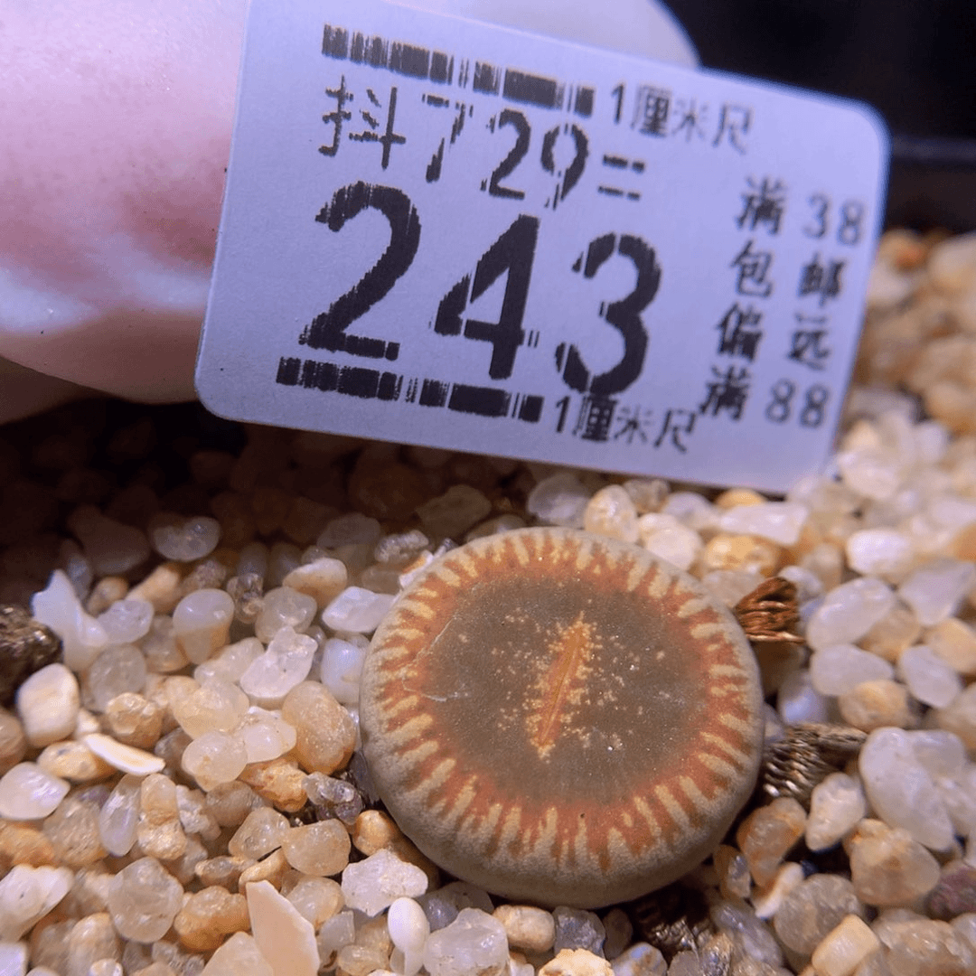精品生石花729.243