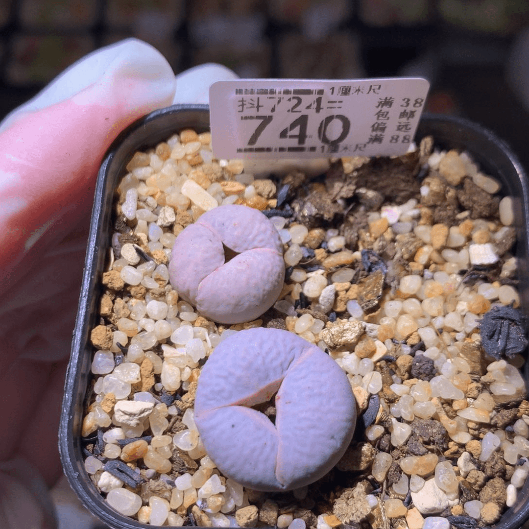 绝绝子生石花724.740