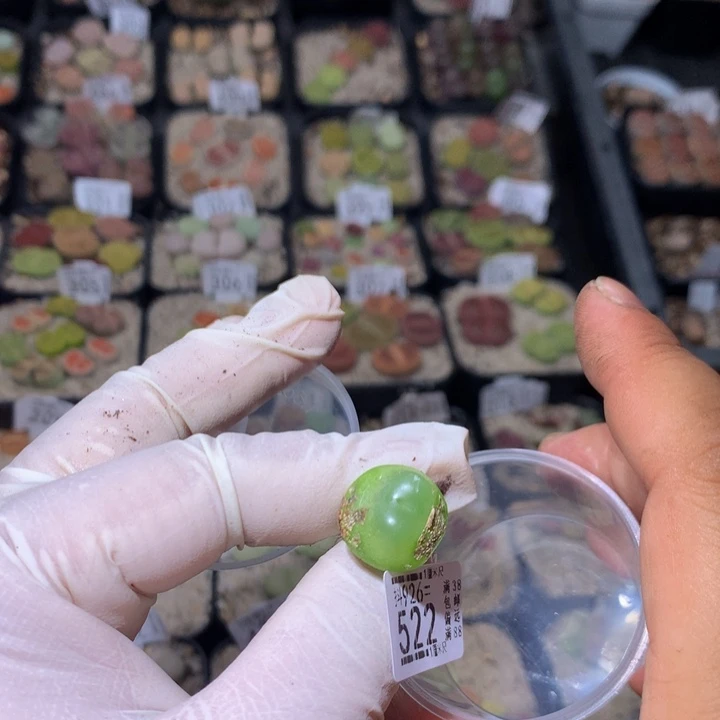 破***@精品生石花926.522