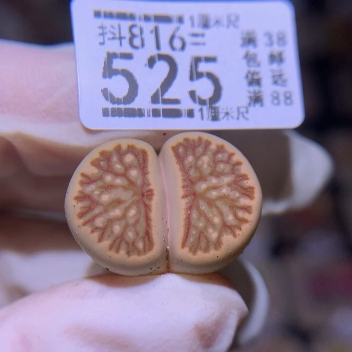 精品生石花816.525