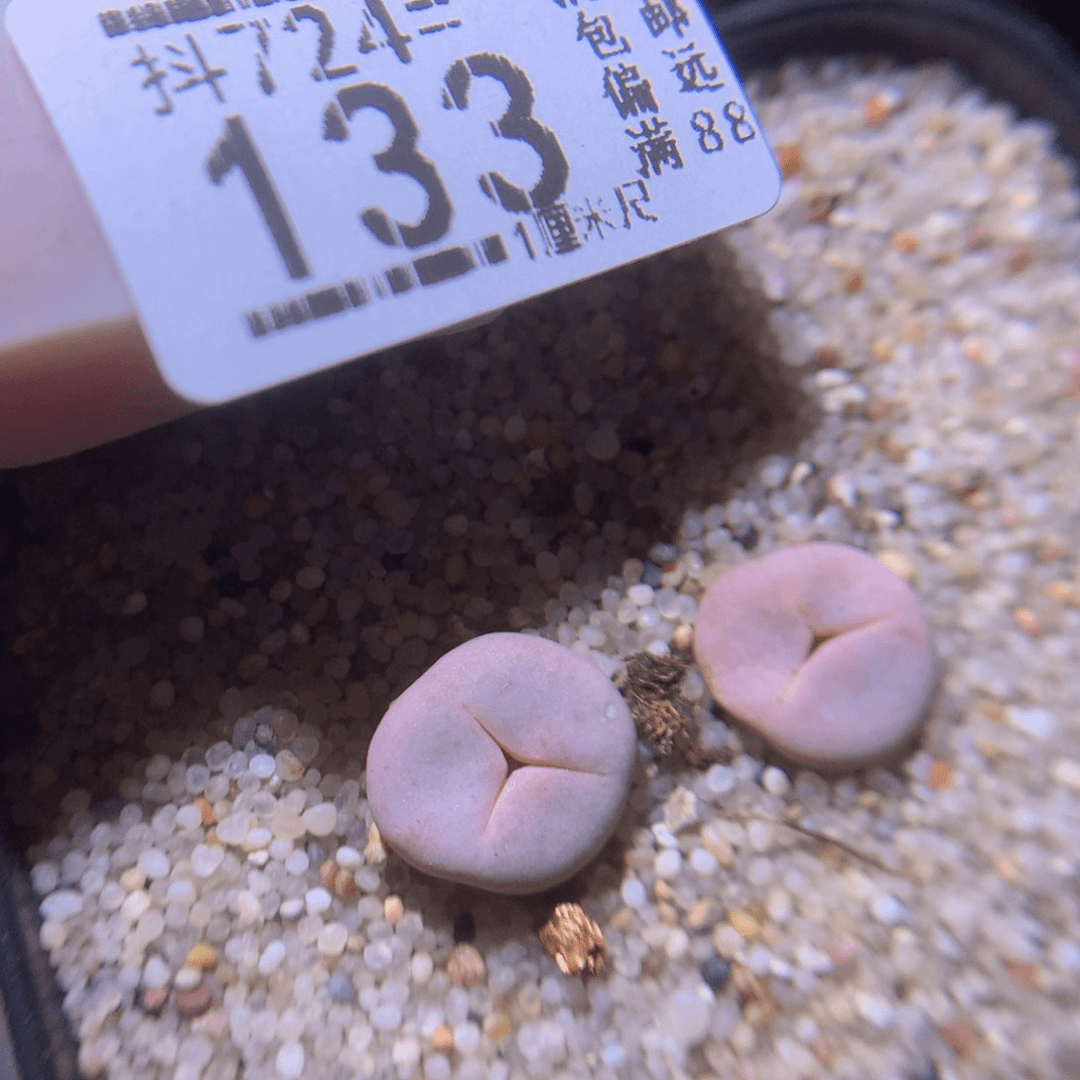 精品生石花724.133