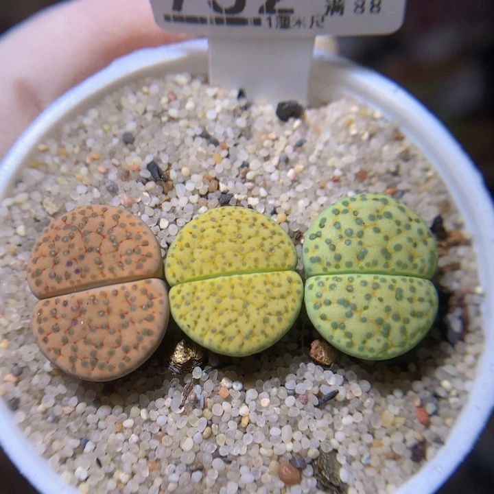 小****)绝绝子生石花819.752