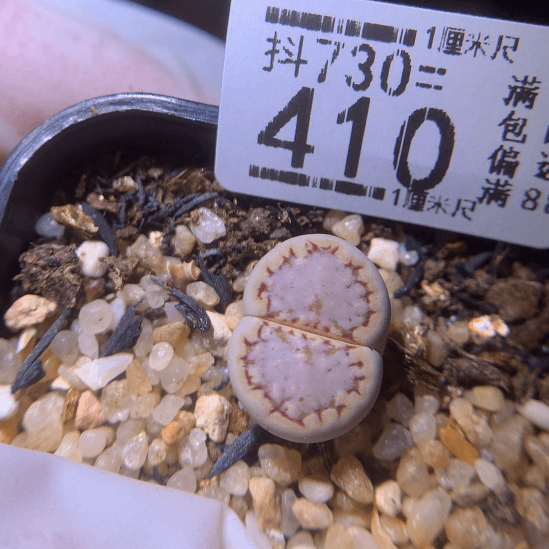 精品生石花730.410