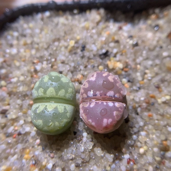 精品生石花111.352