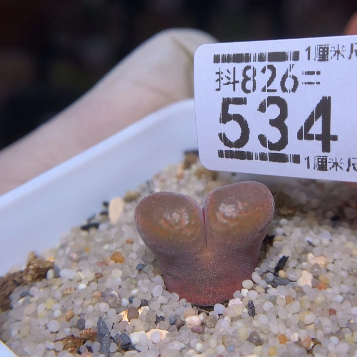 笨***菜精品生石花826.534