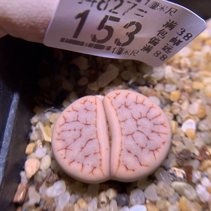 精品生石花827.153