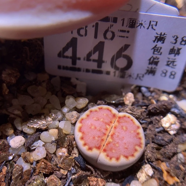 精品生石花816.446