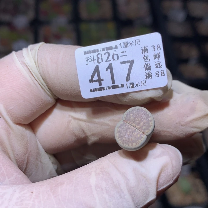 S****n精品生石花826.417