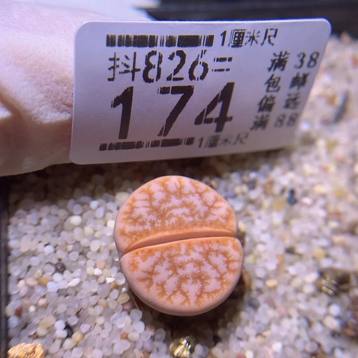精品生花826.174