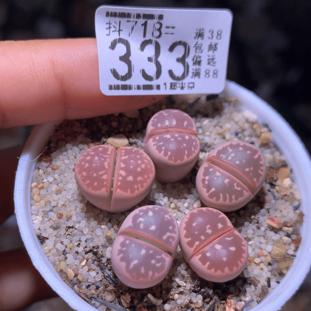 精品生石花718.333