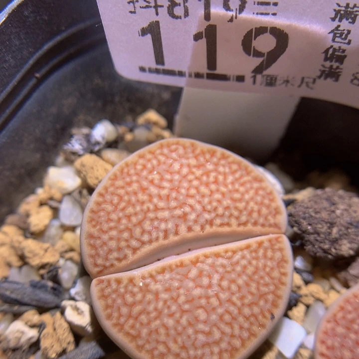 精品生石花819.119