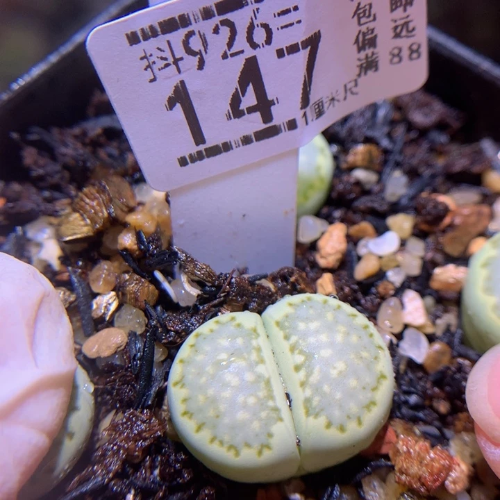 精品生石花926.147