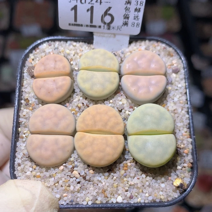 精品生石石824.116