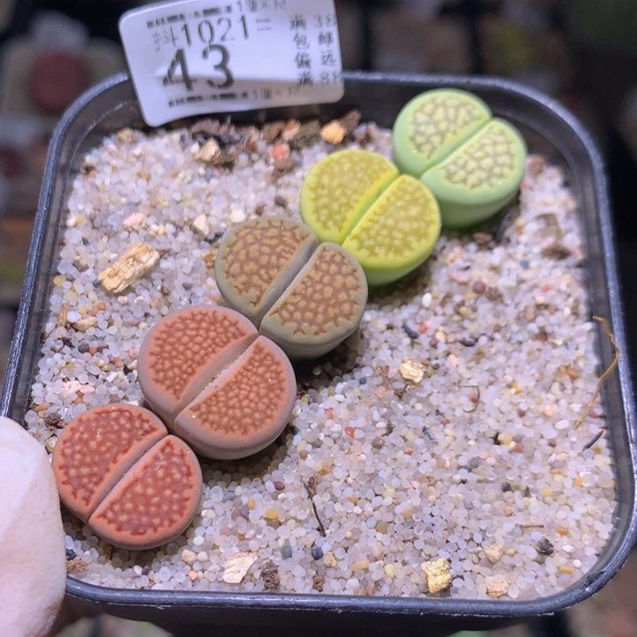 精品生石花1021.43今日福利