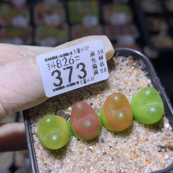 精品生石花826.373