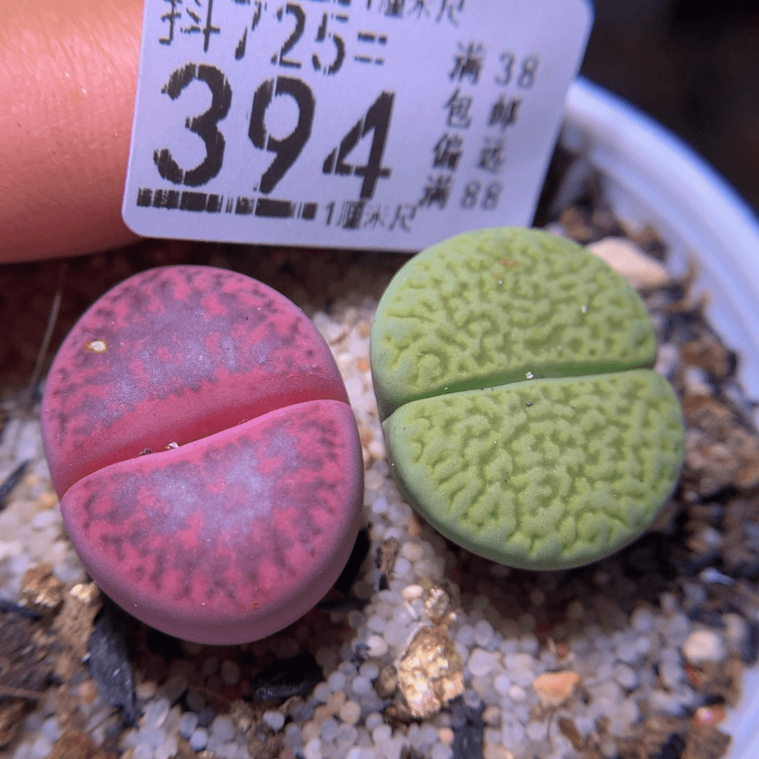 精品生石花725.394