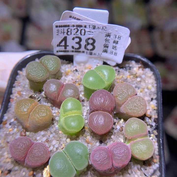 好看生石花820.438