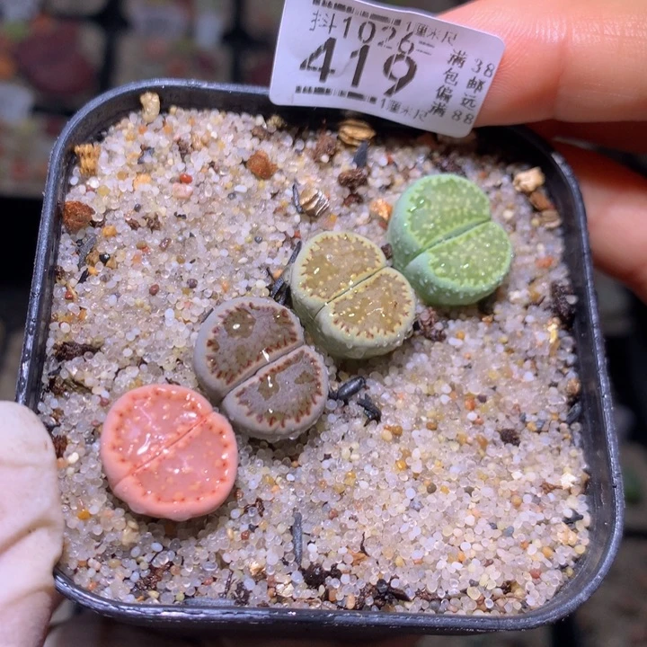 精品生石花1026.419