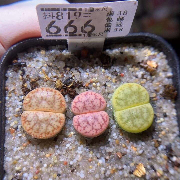 绝绝子生石花819.666