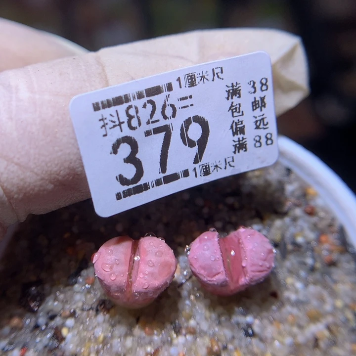 长*精品生石花826.379