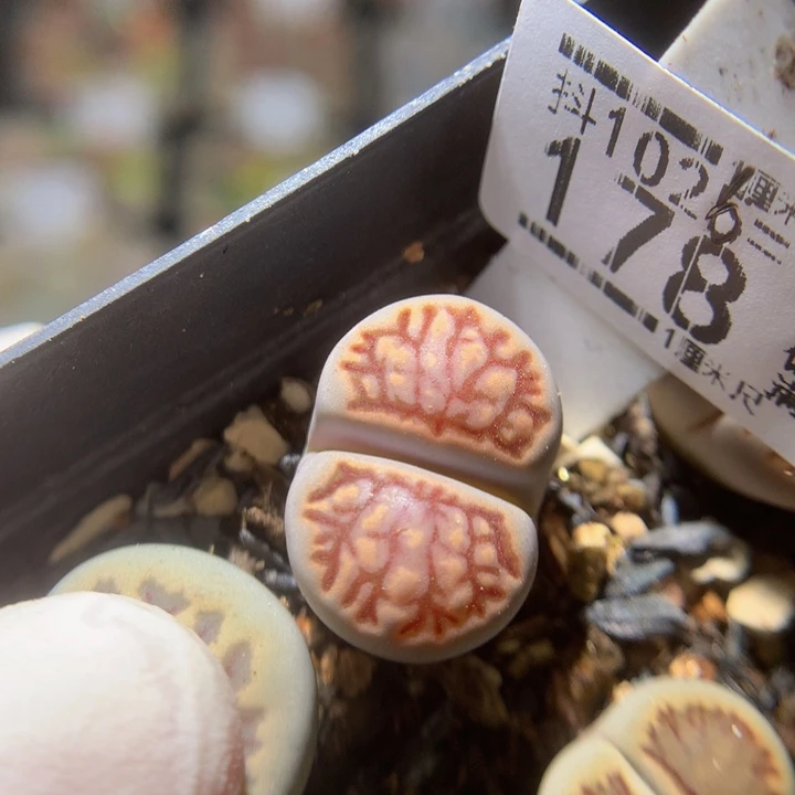 精品生石花1025.178