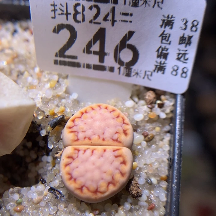 浪漫的爱情故事824.246
