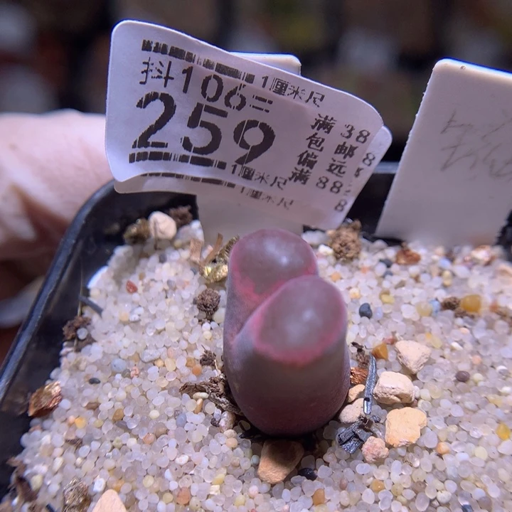 精品生石花106.259