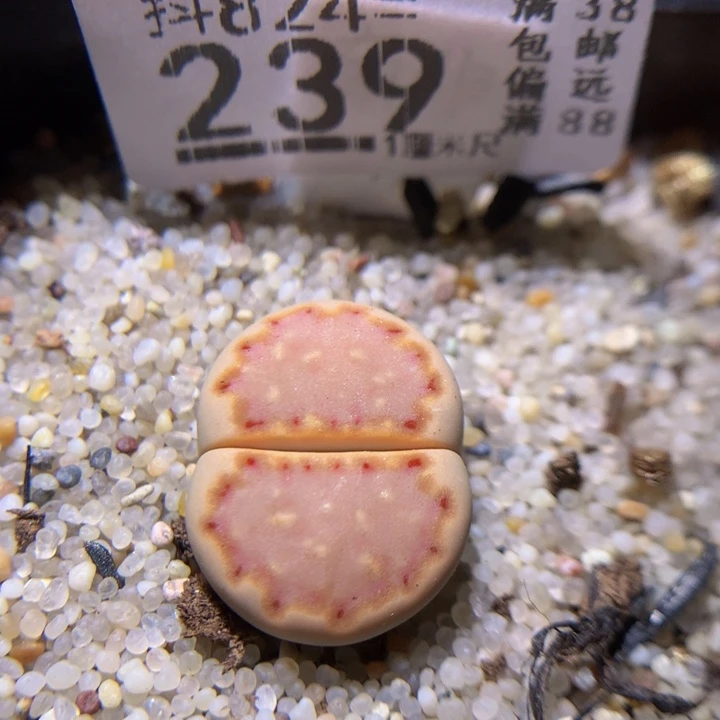 浪漫的爱情故事824.239