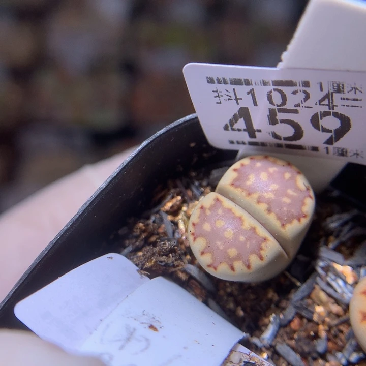 精品生石花1024.459