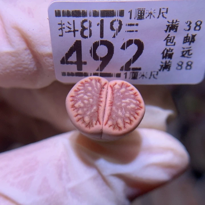 精品生石819.492