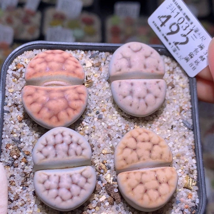 精品生石花1031.492