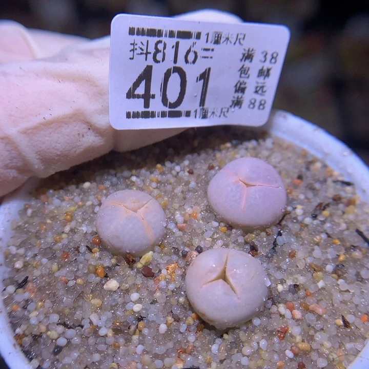 精品生石花816.401