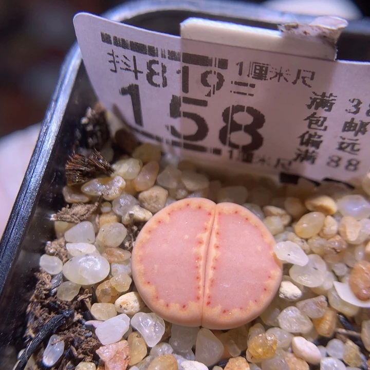 精品生石花819.158