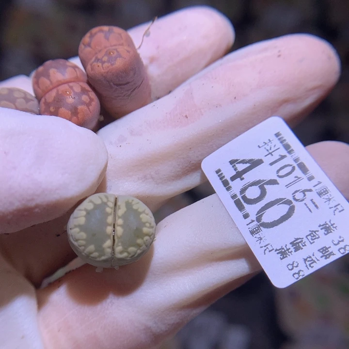 千**火精品生石花1016.460