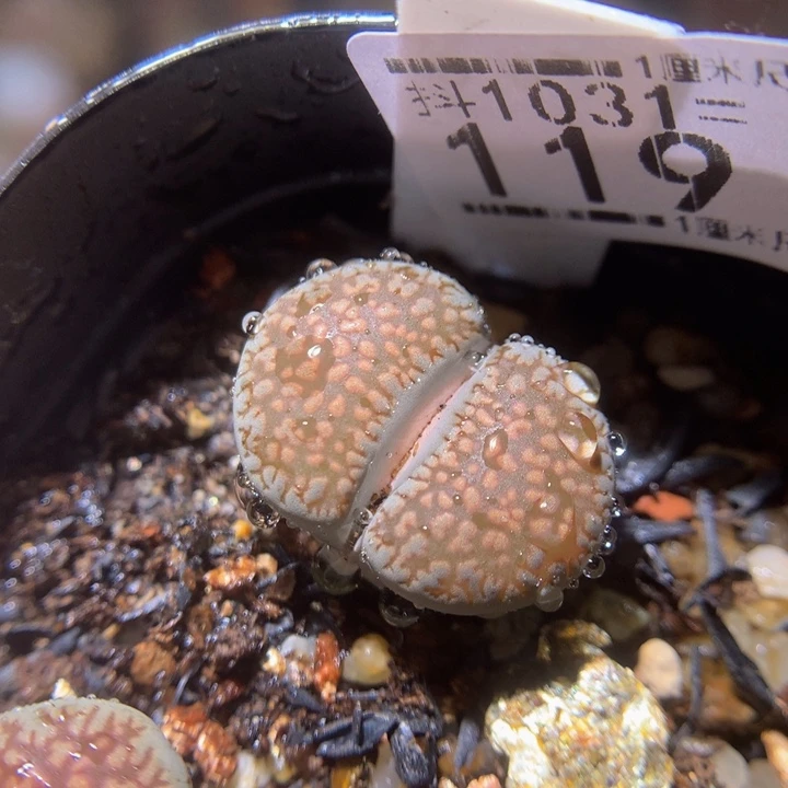 精品生石花1031.119