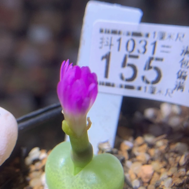 精品生石花1031.155