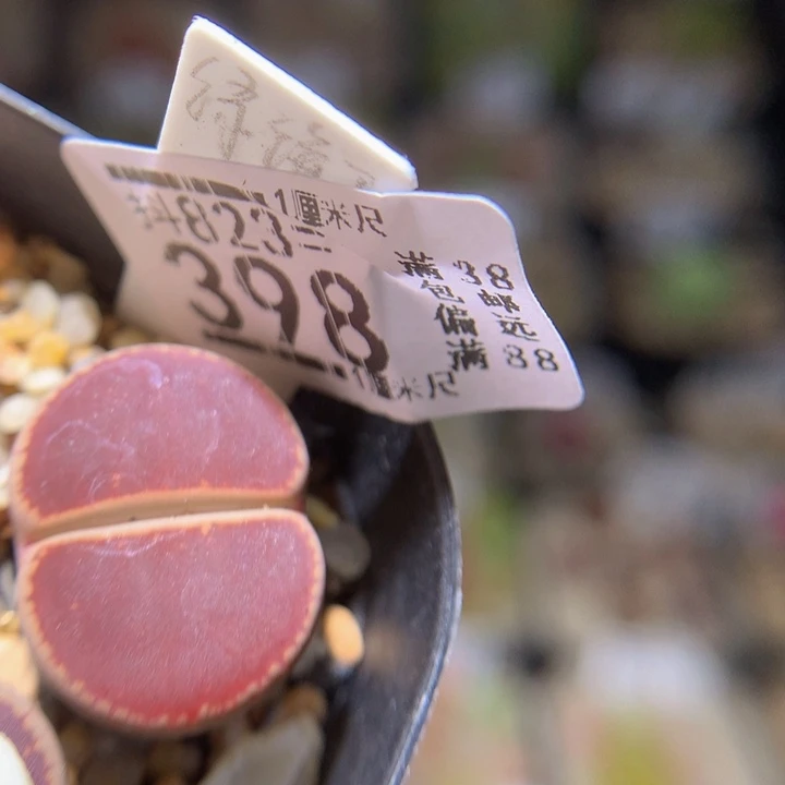 精品后生生花823.398