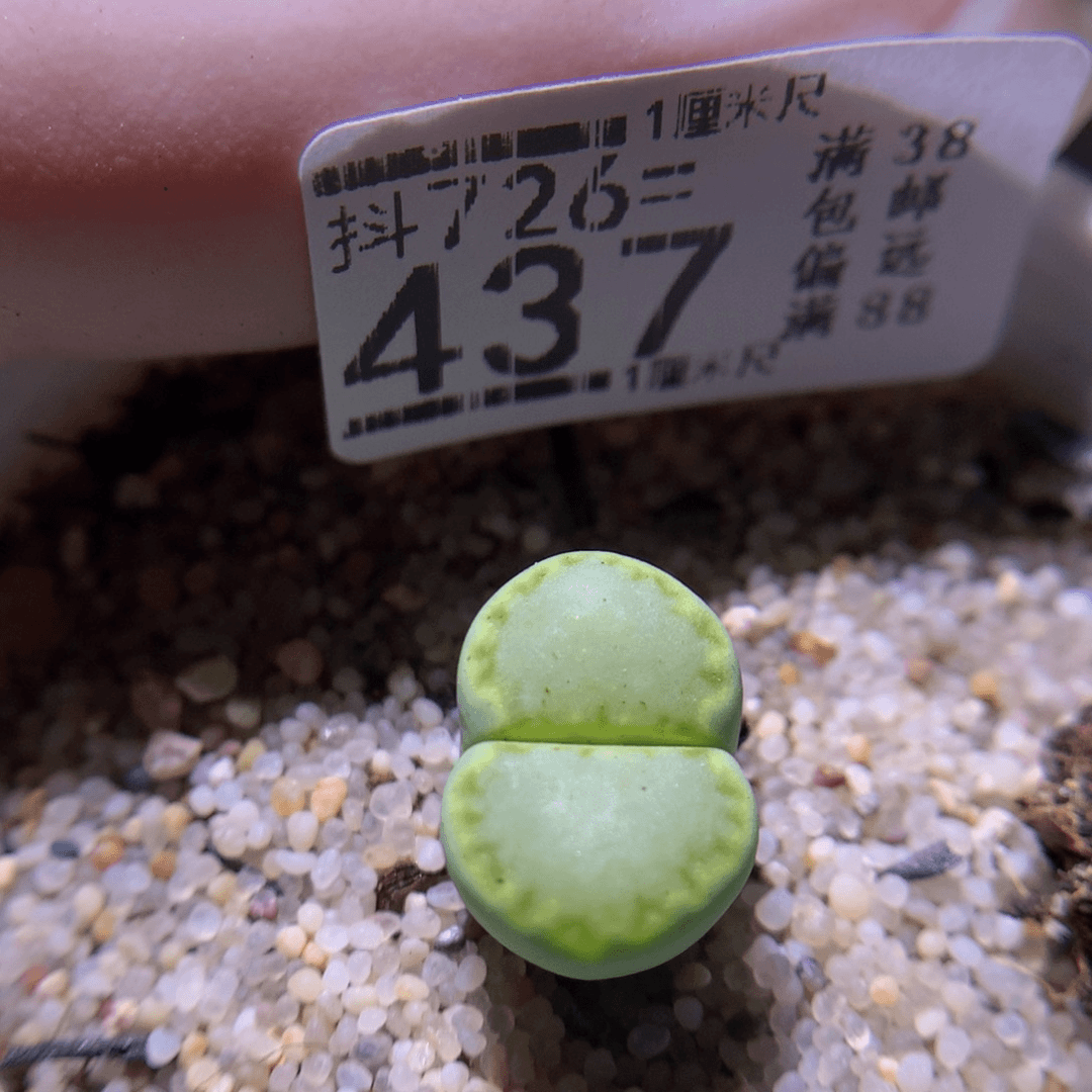 精品生石花726.437