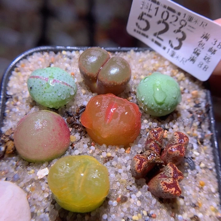 精品生石花1029.523