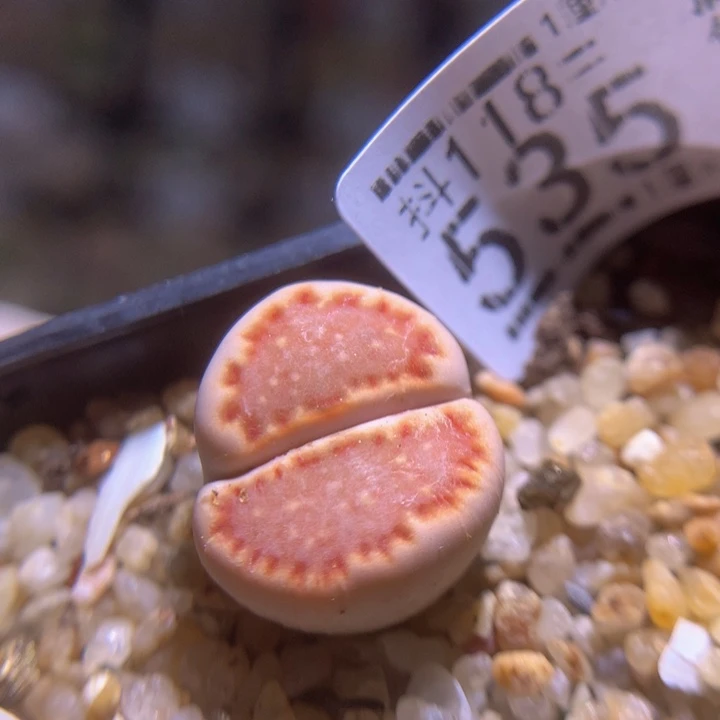 精品生石花118.535