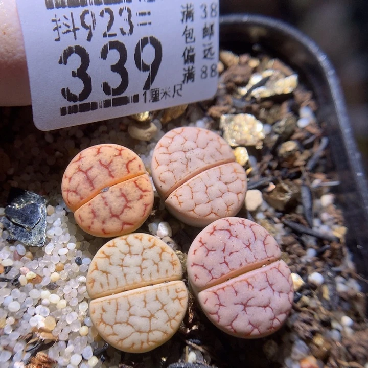 精品生石花923.339