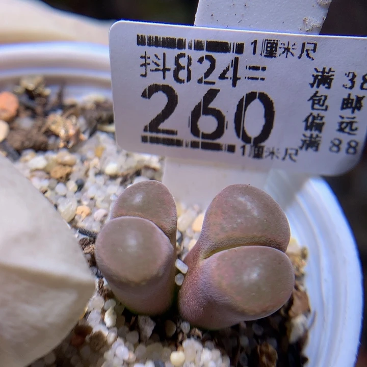 精品生石花824.260