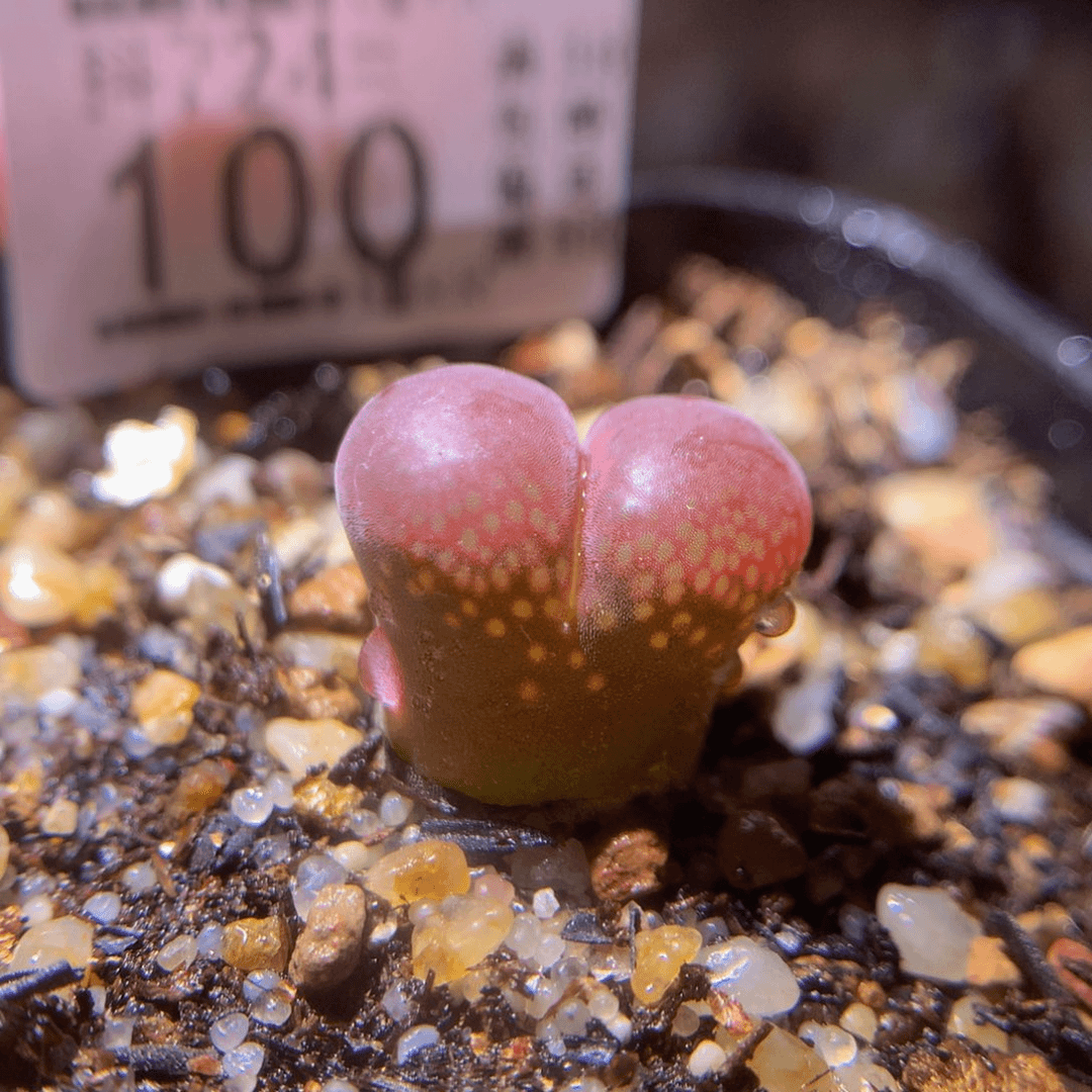 精品生石花724.100紫流沙