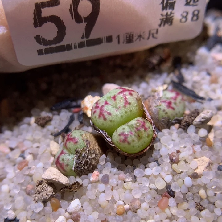 精品生石花826.59龙姬