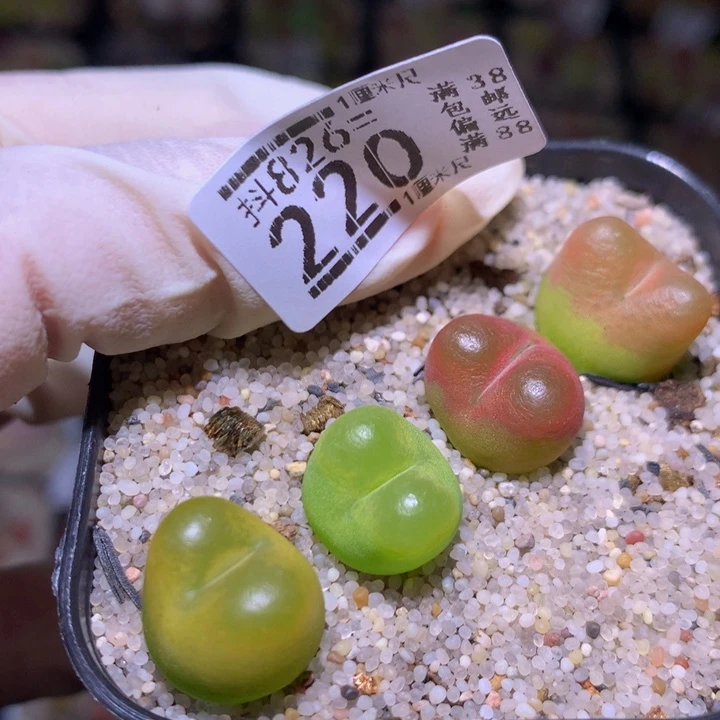 精品生花826.220