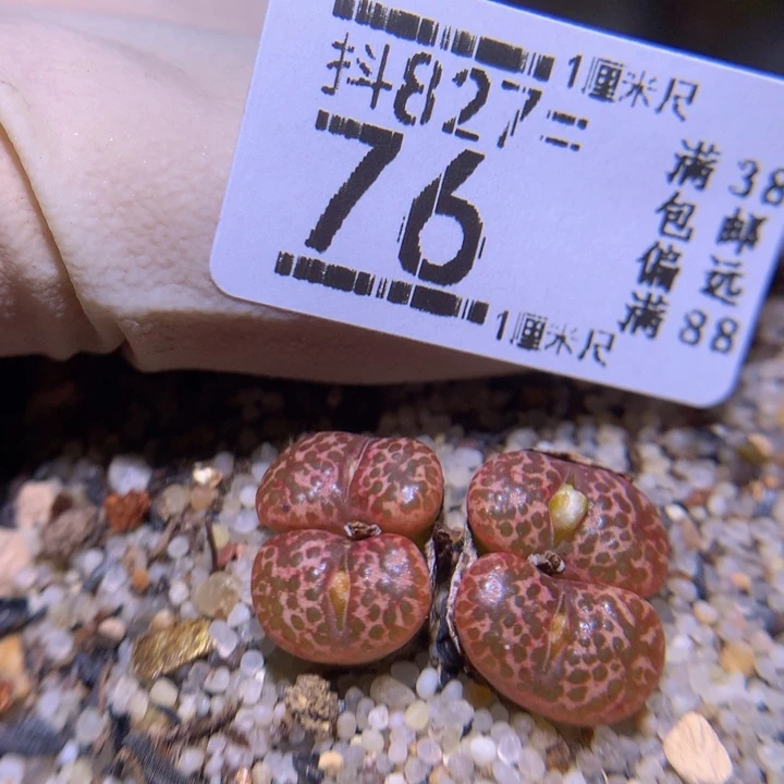 精品生石花827.76