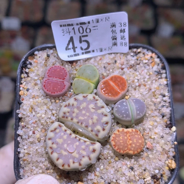 精品生石花106.45