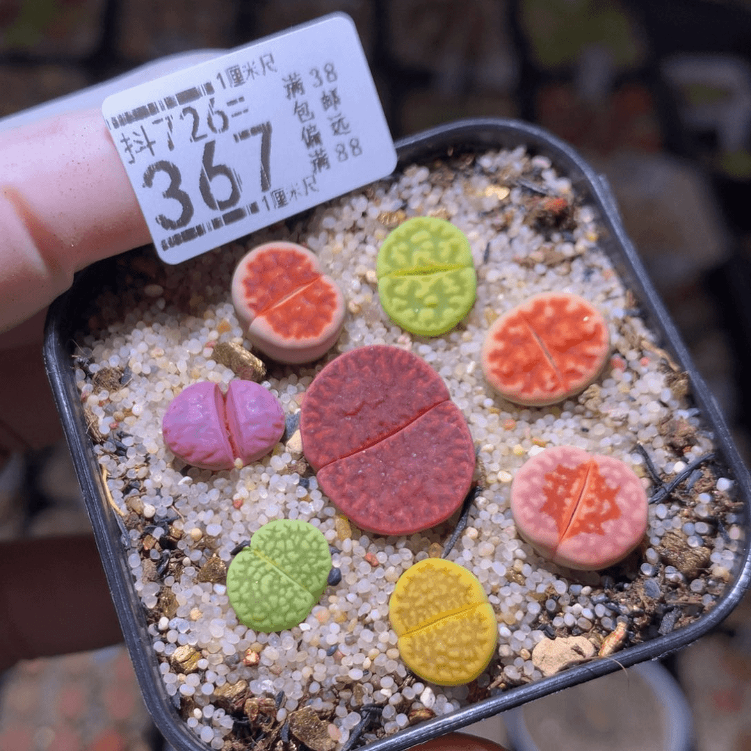 精品生石花726.367