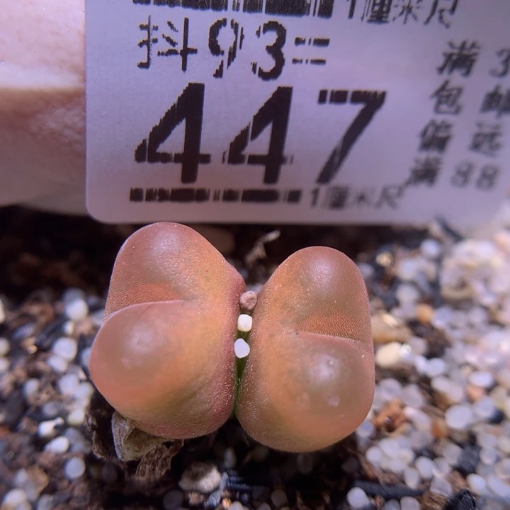 精品生石花93.447