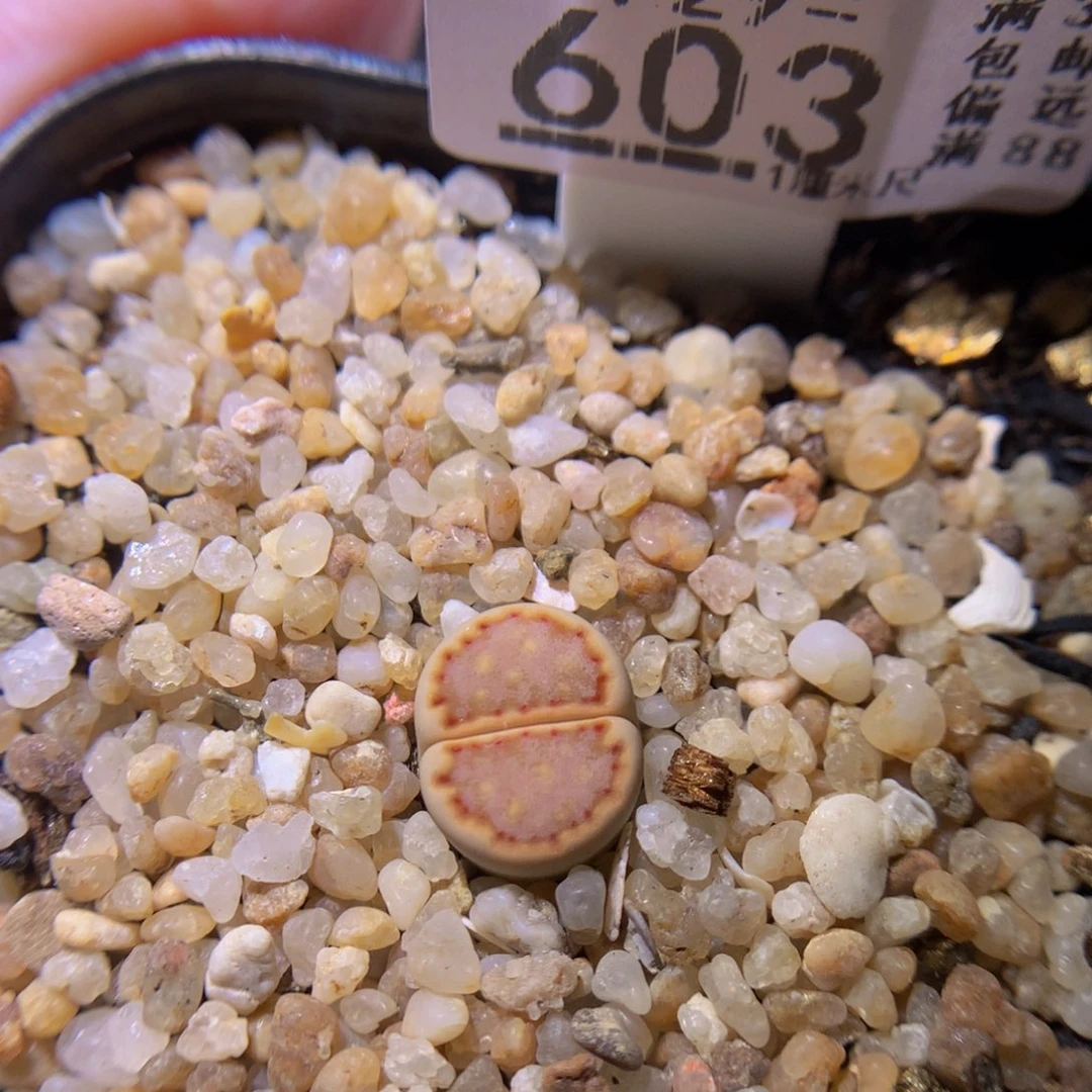 绝绝子生石花729.，603